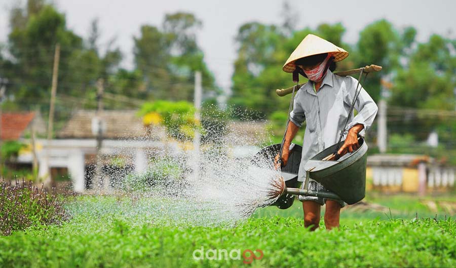 Tour Bến Tre Đi Đà Nẵng 3 ngày 2 Đêm