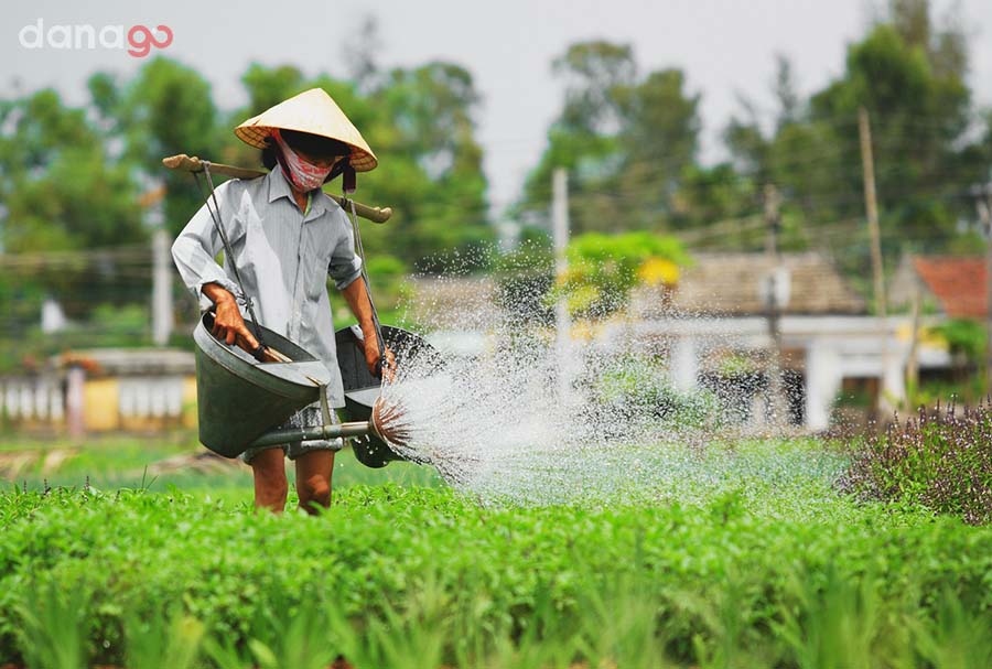 Tour Vĩnh Phúc Đi Đà Nẵng 3 ngày 2 đêm Tour Vĩnh Phúc Đi Đà Nẵng 3 ngày 2 đêm